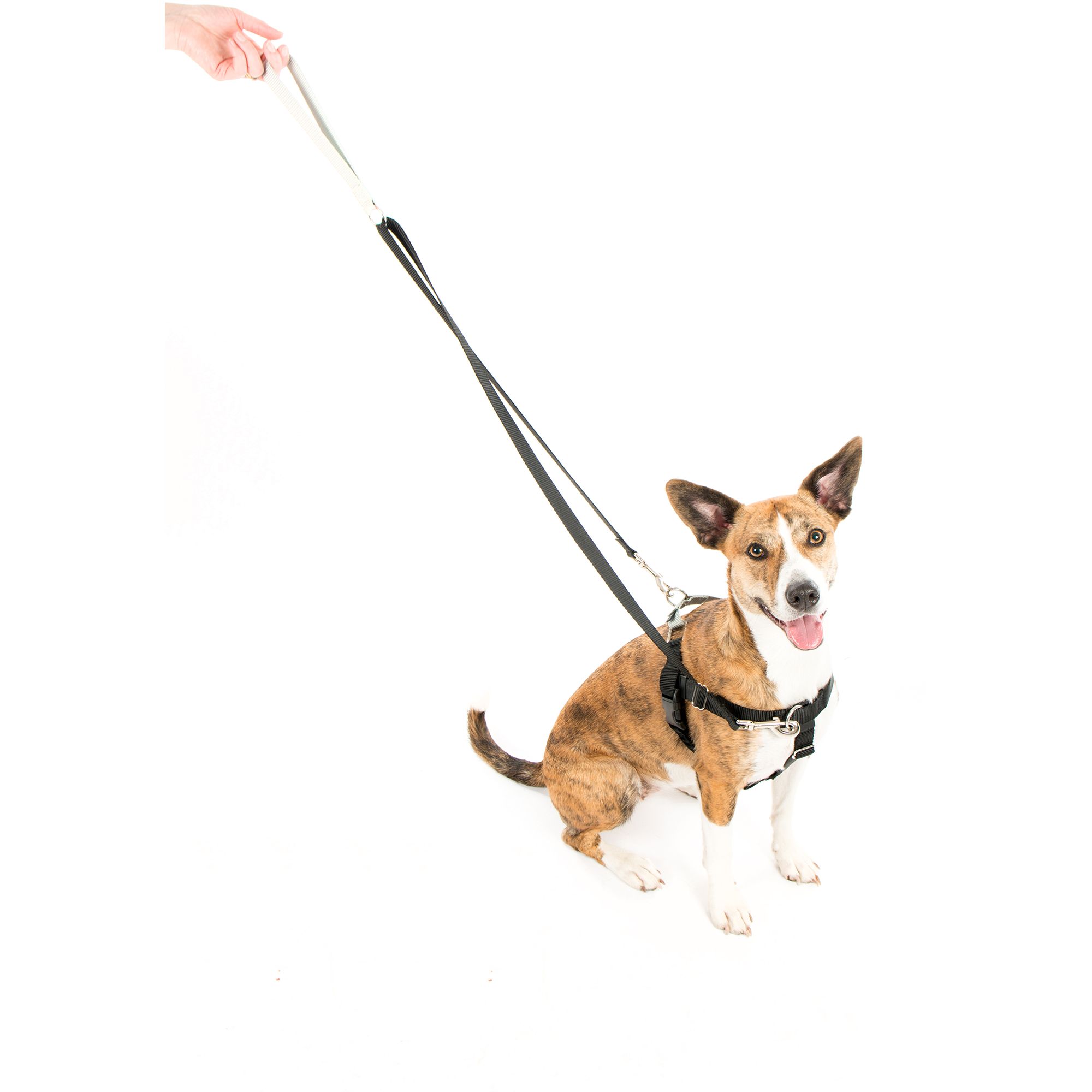 2 Hounds Freedom No-Pull Dog Harness